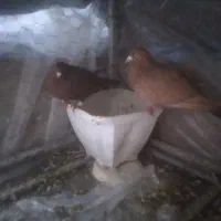 کبوتر|پرنده|مشهد, شهید جنگی|دیوار