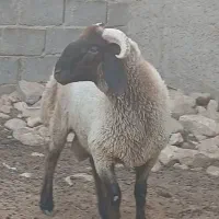 بره نر بهترین برز
