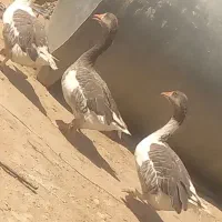 بوقلمون غاز