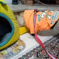 پامرین سگ ماده|سگ|محمدشهر, کوی بهار|دیوار