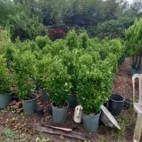 فروش پیتسپرون کیفیت عالی|خدمات باغبانی و درختکاری|کتالم و سادات شهر, |دیوار