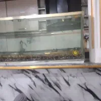 اکفاریوم|ماهی|بروجرد, |دیوار