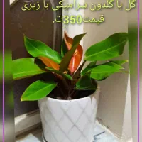 فروش گل....|گل و گیاه طبیعی|فولادشهر, C5|دیوار