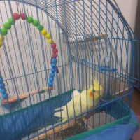 پرنده عروس ماده