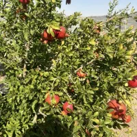 باغ و ویلا
