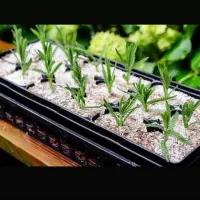 فروش عمده پوکه پرلیت معدنی صنعتی مشهد|عمده‌فروشی|مشهد, توس (بلوار توس)|دیوار