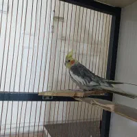 عروس هلندی نر بالغ