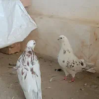 یک‌جفت‌کفتر‌‌نوک‌قنار|پرنده|بروجن, |دیوار