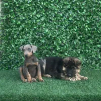 ژرمن|سگ|تهران, پاسداران|دیوار