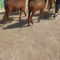 بزغاله ماده بزرگ و کولار چاق وسرحال|حیوانات مزرعه|کاشمر, |دیوار