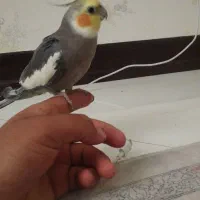 گمشده