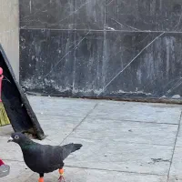 پشت سار ساده قره مگسی پرشی