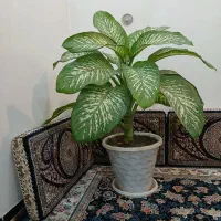 گل‌طبیعی‌دیفن‌خوشگل‌وسرحال