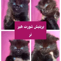 گربه های ملوس|گربه|گرگان, |دیوار