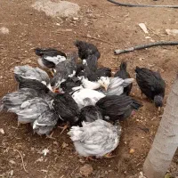 فروش تخم نطفه دار و جوجه|حیوانات مزرعه|زرندیه, |دیوار