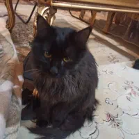 واگذاری گربه