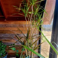 گل های اپارتمانی