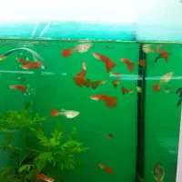 انواع گیاهخوار و گوشتخوار جدید|ماهی|کرمان, |دیوار