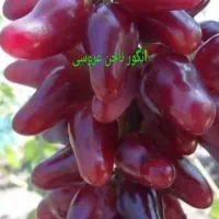 نهالستان سبزنهال انواع نهال های مثمر و غیر مثمر