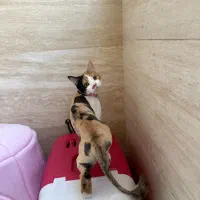 واگذاری رایگان گربه ماده عقیم شده با تمام وسایل