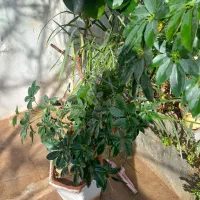 گل  وگلدان   ۵  ساله  سه  گل  در  یک  گلدان