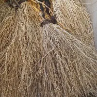 جارو محلی|لوازم نظافت|نورآباد, |دیوار