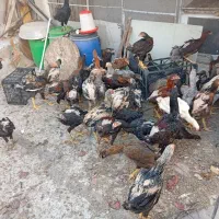 نوچه مرغ خروس لاری اصیل|حیوانات مزرعه|قم, حاج زینل|دیوار