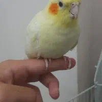 عروس هلندی لوتینو ماده دستی