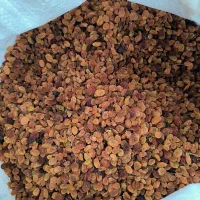 کشمش تیزآبی کشمش آفتابی گله کشمش پلویی مویز کشمش