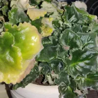 فروش قلمه گل کم نظیر و زیبا بنفشه آفریقایی(برگ گل)