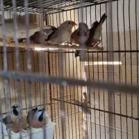 فنچ پارسون    بنگالی قناری ماده|پرنده|تهران, مینای جنوبی|دیوار