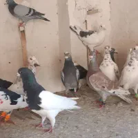 کفتر پلاکی|پرنده|شیراز, پانصد دستگاه ارتش|دیوار