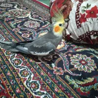 عروس هلندی سینامون معاوضه با برزیلی