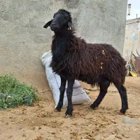 بره نر هترو ۱۴ ماهه