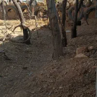 فروش باغ خوش جا با قیمت استثنایی|فروش زمین و ملک کلنگی|بهمن صغاد, |دیوار