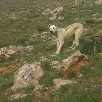 سگ.|سگ|سنقر, |دیوار