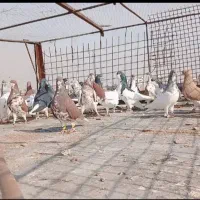 نقش رنگی خوشرنگ چپ و یال