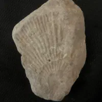 سنگ فسیلی