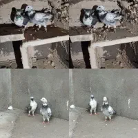 کفتر بزک یهودی سار هفت رنگ شازده سار سبز