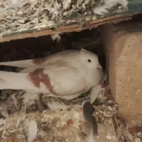 کبوتردمی وسینه ای وشونی