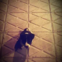 سگ.|سگ|جیرفت, |دیوار