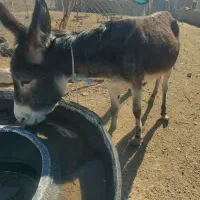 فروش الاق ماده آبستن