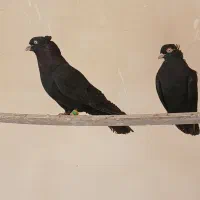 کبوتر سیاه واکسی