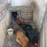 مرغ و خروس جوان