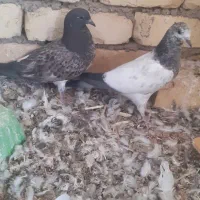 پرنده و کبوتر