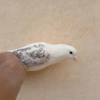 دوکت چپ هفت رنگ نر