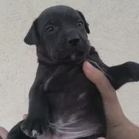 توله آمریکن پیتبول|سگ|ماهدشت, |دیوار