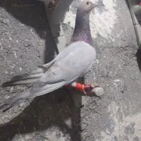 ساده طوقی سار قره سیاه