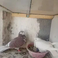 کفتره گرو|حیوانات|قم, شاه ابراهیم|دیوار