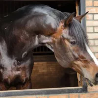 مادیان به همراه کره(اگودتا) مدارکدار|اسب و تجهیزات اسبسواری|ورامین, ورامین|دیوار